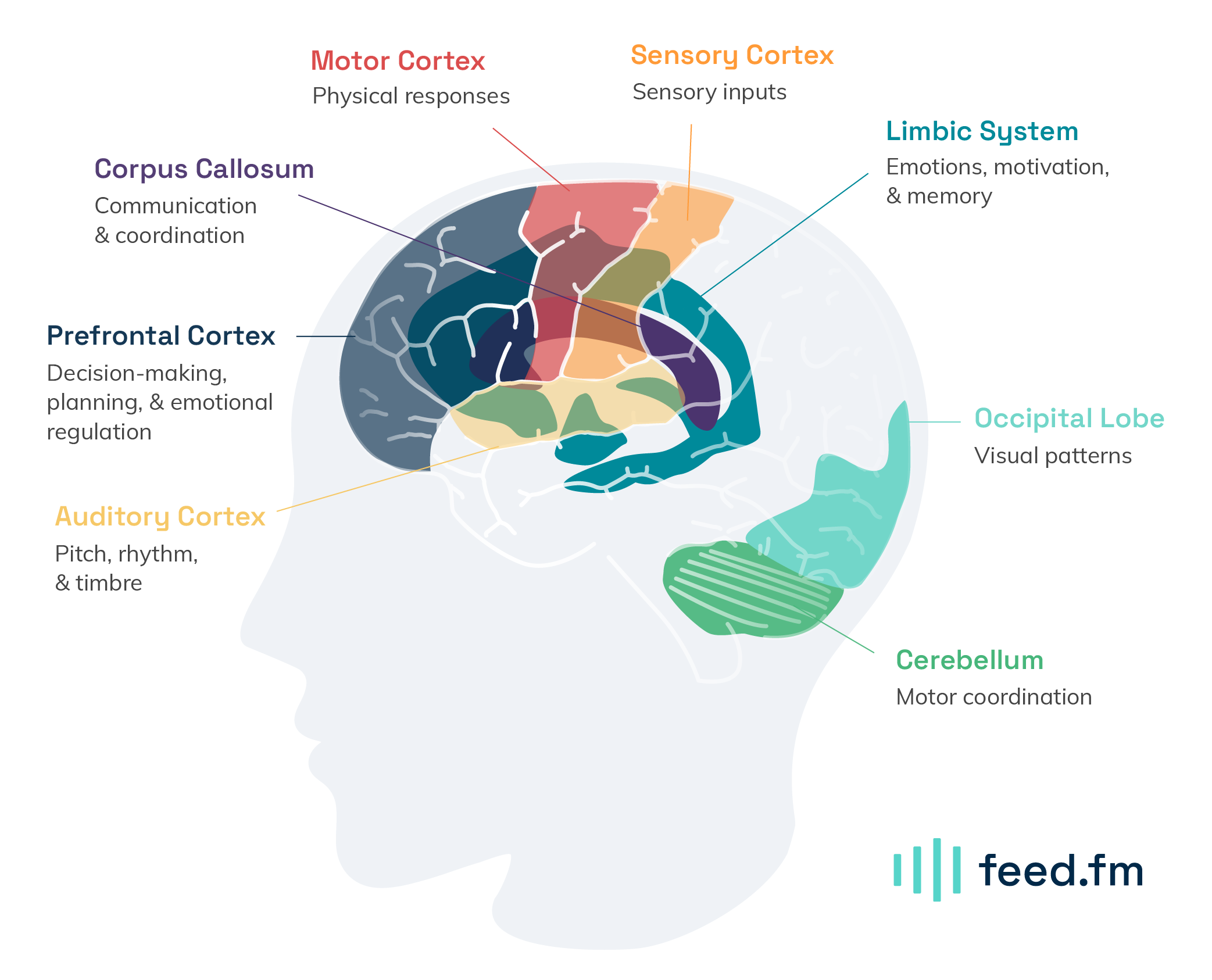 your brain on music